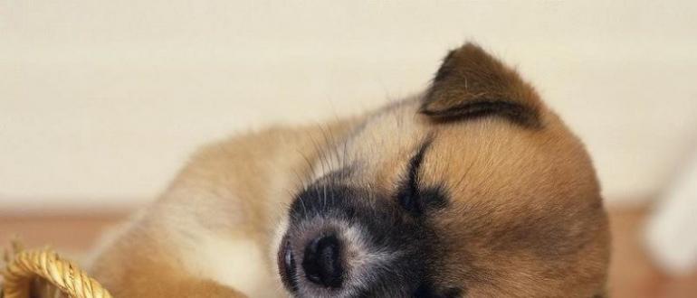 Желтый понос у собаки: причины, лечение, профилактика Понос от баранины у собаки чем лечить